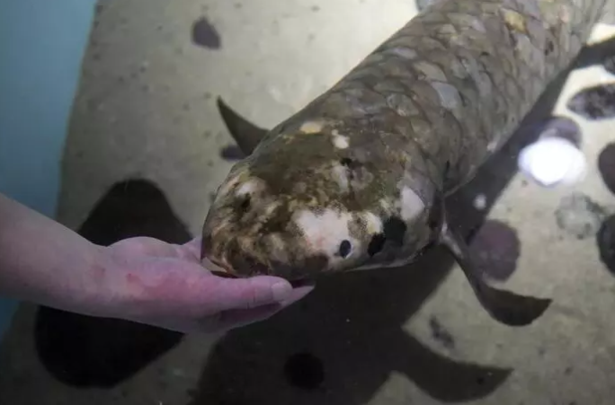 水中的長壽奇觀：摸肚抓背獨享，全球最老觀賞魚90歲的生活紀實！