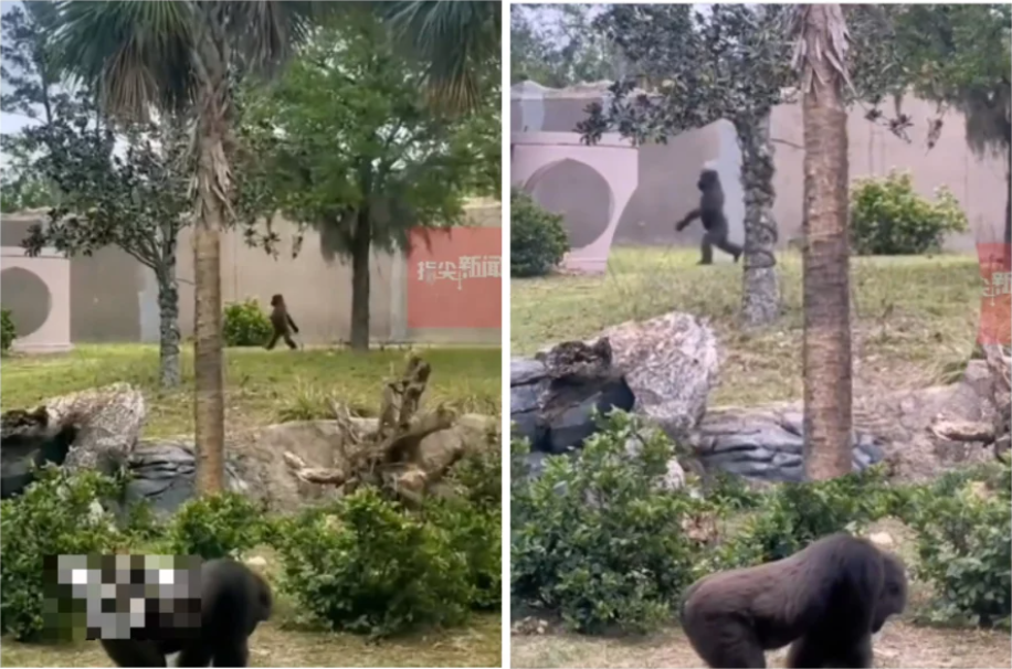 猩猩像人類一樣漫步！網友搞笑問動物園缺經費？