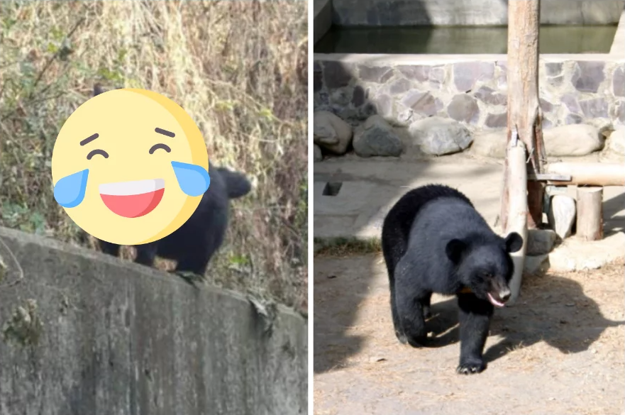 肥嘟嘟黑貓在路邊散步，網友笑稱像小黑熊，橘貓輸了！