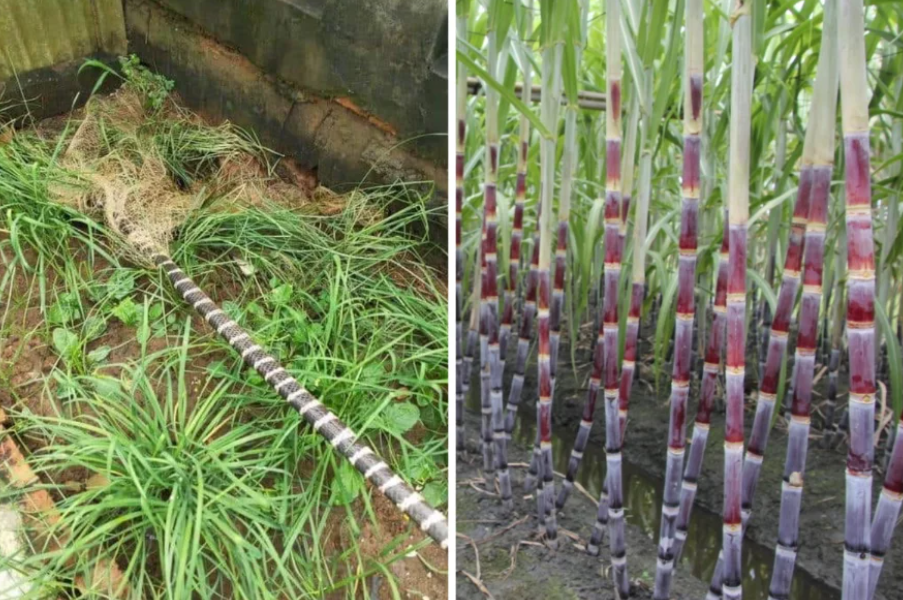 警惕！草叢裡的「甘蔗」竟是台灣陸地最毒的毒蛇！