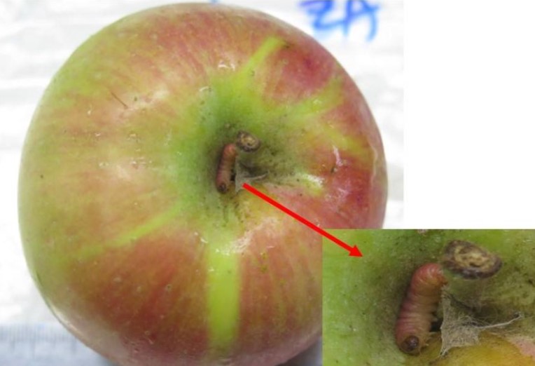 經過六年再度回歸！發現「蘋果蠹蛾」幼蟲，南非蘋果暫停輸台