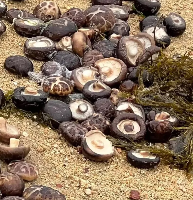 海漂香菇