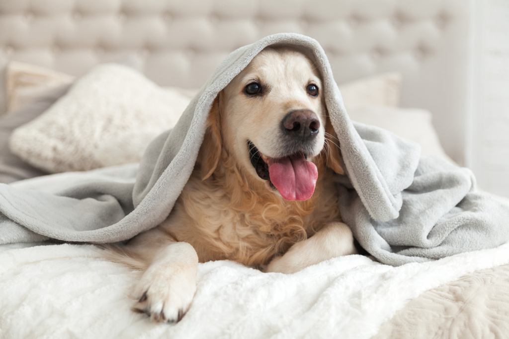獸醫警告：不要讓愛犬和你一起在床上睡覺