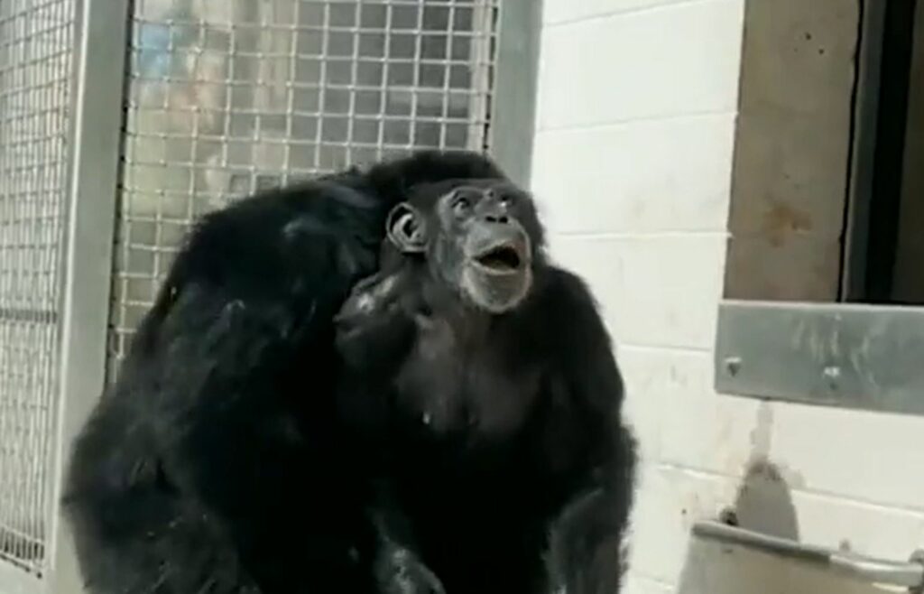 囚禁超過20年的黑猩猩首次見到天空，驚喜表情感動
