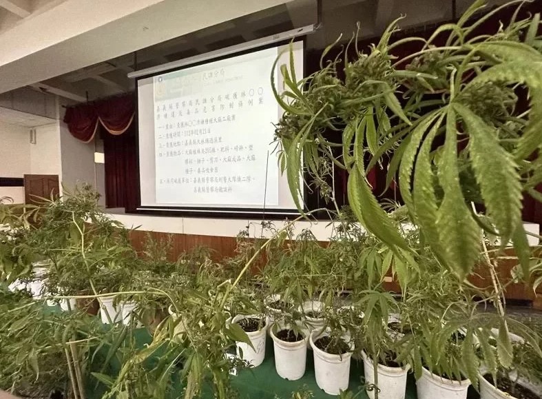 蘭花溫室種植大麻