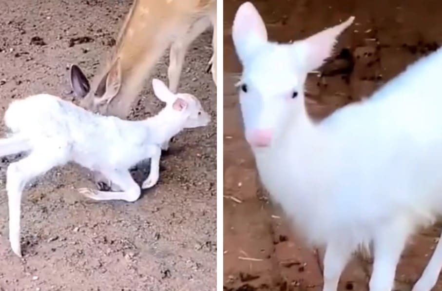 幸運現象！梅花鹿夫妻誕下仙氣白子小鹿，60年來首見