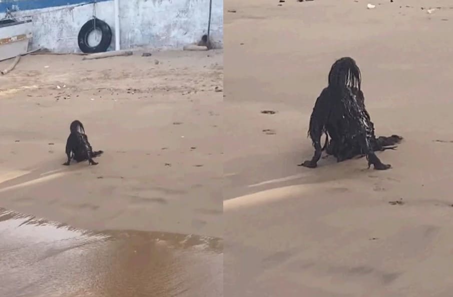 萌寵「羅莉塔」海灘玩耍驚呆2千萬網友，被誤認「超自然生物」