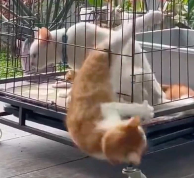 貓咪越獄全身像擰毛巾！網友驚嘆：練過縮骨功？
