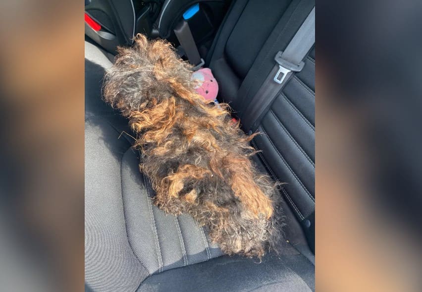 車禍現場驚人發現！女子撞假髮竟救回一條狗狗生命