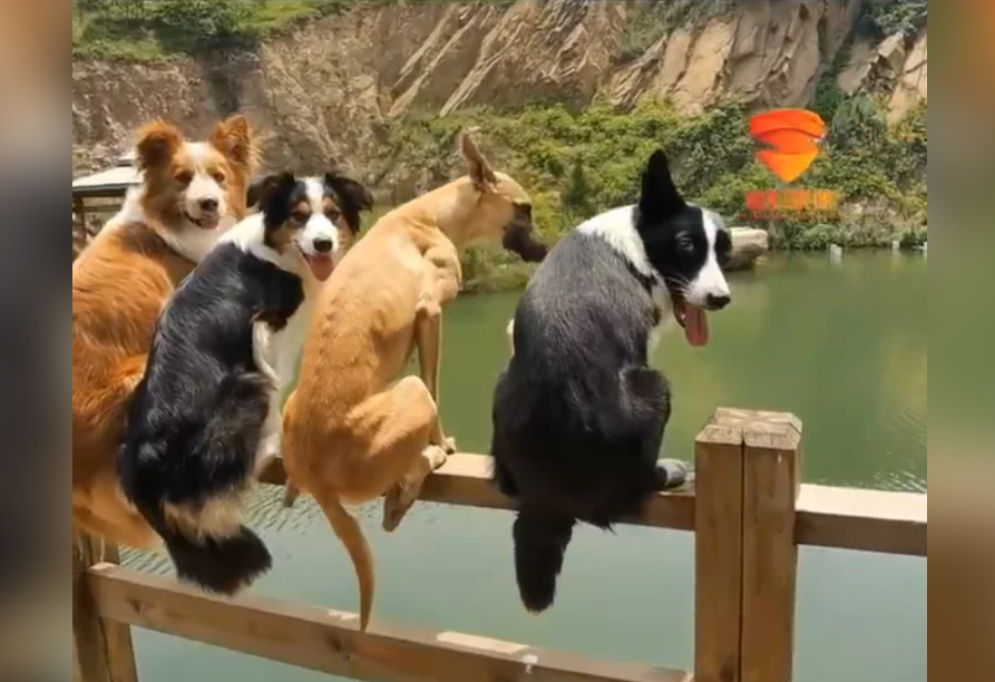 邊牧之智：4狗跳水測試引發驚喜反應！