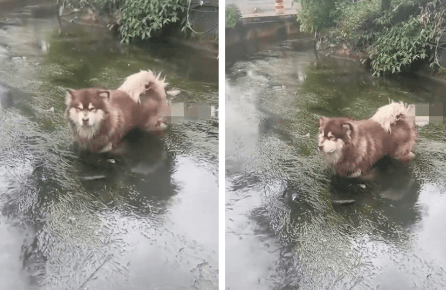 雪橇犬掉進河裡呆愣不上岸！飼主急救無效的搞笑一幕
