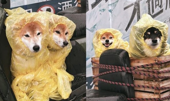 可愛柴犬們穿上雨衣「臭臉」滿滿，暴雨遊恆春意外驚喜