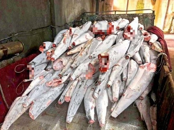 台灣漁船因違規攜帶禁捕魚種被罰款，最高法院確定判決