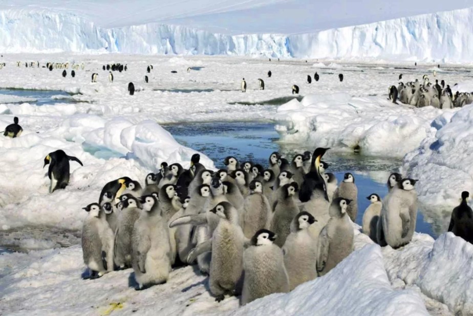 極地暖化威脅皇帝企鵝生存！數萬雛鳥或面臨冰融命運