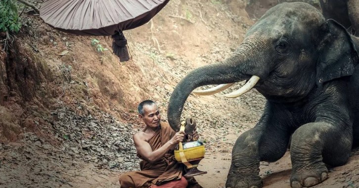 泰國大象殺主事件引發人動物互動思考