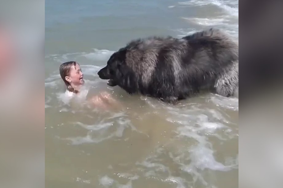 海灘上巨大黑熊驚現，原來是忠實狗狗的感人行動