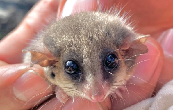 澳洲保護區驚現拇指鼠寶：罕見侏儒負鼠重要保育成果