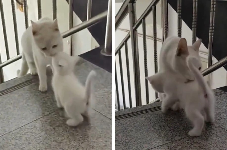 無私母愛跨越物種界線！白貓每日攀爬樓梯 奶喵見媽媽瞬間融化