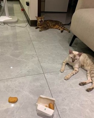 無言的搶匪！養貓媽媽趁孩子睡享用麥當勞 雞塊被豹貓搶光
