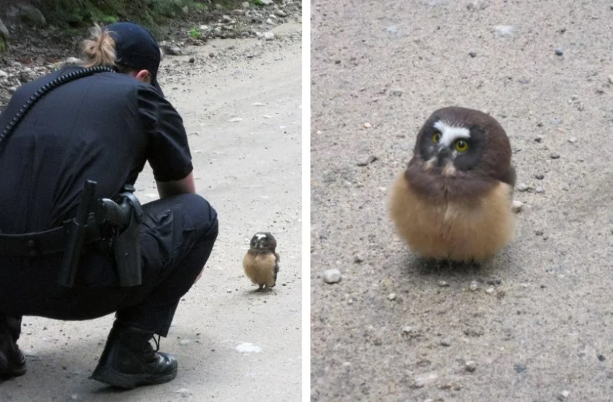 無辜的小貓頭鷹路遇警察臨檢，乖巧背手手惹人憐愛