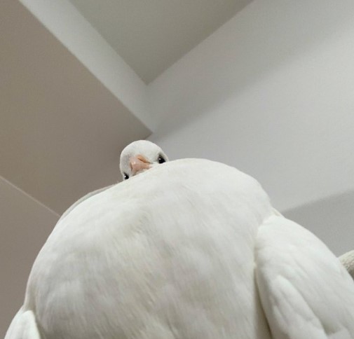 看來很強壯！「巨人鴿子照」引爆網友熱議，眼神充滿力量