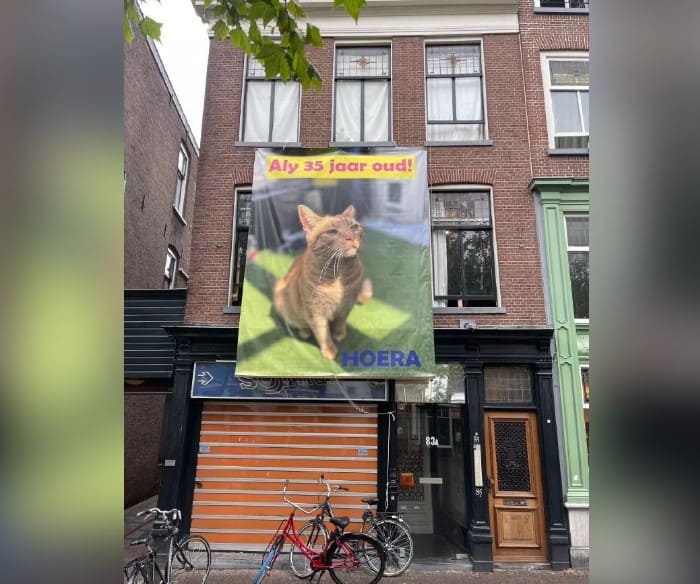 貓界奇蹟！荷蘭橘貓慶祝35歲，網友共祝壽