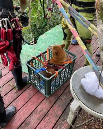 颱風後豪雨災情！柴犬「LuLu」驚險渡河救援，感謝救難隊英勇無畏
