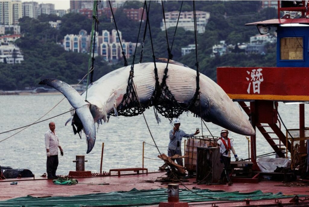 香港海域發現死亡布氏鯨，提醒人們重視海洋生態保護