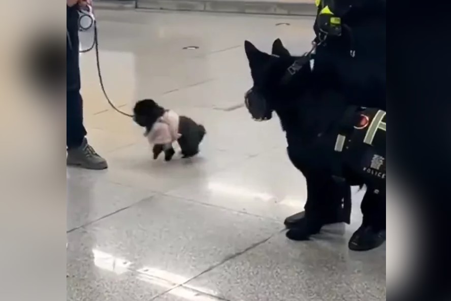 黑貴賓遇見警犬嚇得像個「心虛小偷」！逗趣影片引爆笑聲