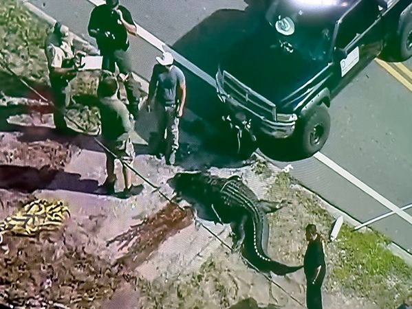 佛羅里達小社區驚現14英尺長鱷魚，口中夾屍體引恐慌