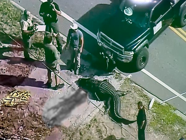 佛羅里達州清水市發生巨型鱷魚事件，一名女性死亡