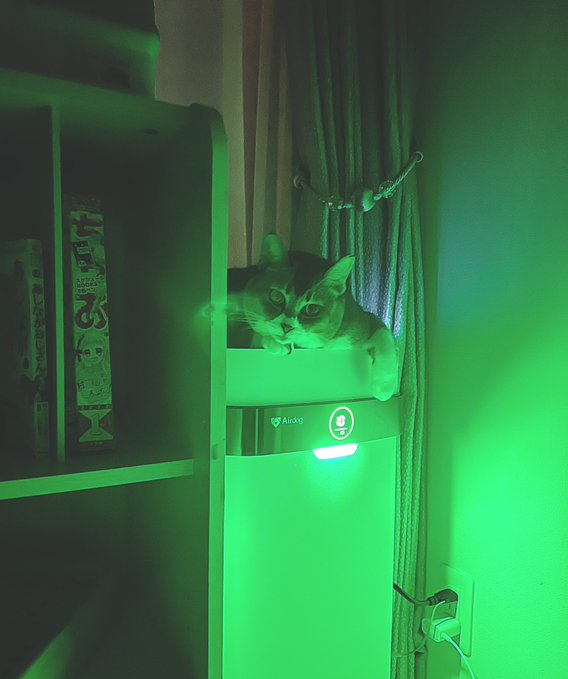 半夜驚見「座敷童子」趴清淨機！綠光照耀下的圓臉貓咪笑嚇飼主