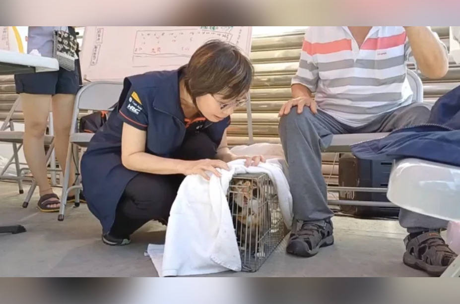 台北大直民宅塌陷事件中失蹤的貓咪「阿花」終於尋獲