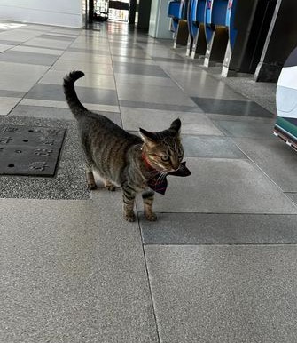 台東火車站的可愛貓站長低底盤戴蝴蝶結值勤