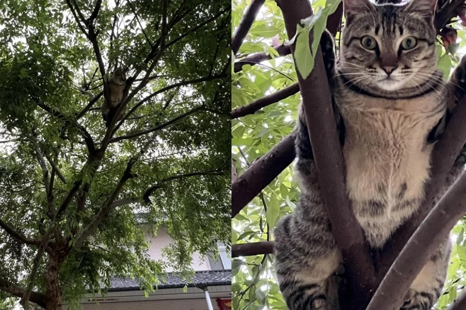 奇特場景！虎斑貓竟爬上樹，被誤認為貓頭鷹