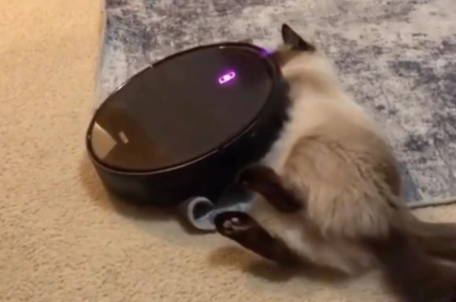 掃地機器人瘋狂吸布偶貓！奇妙的寵物互動
