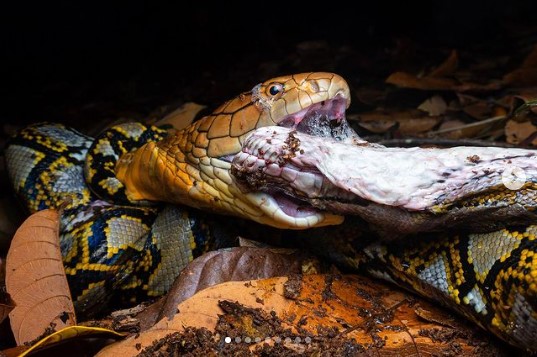 新加坡野外驚見眼鏡王蛇與3米巨蟒激戰7小時，終極勝者吞下獵物