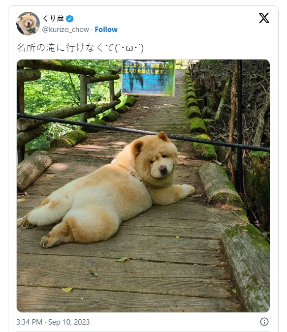 日本飼主無意中令鬆師犬「栗藏」心碎，瀑布遊變為哀怨探險