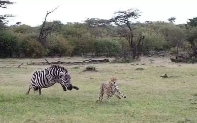 獵豹媽媽驅趕斑馬遭逆襲！驚險一幕攝影師抓拍獵物變獵人