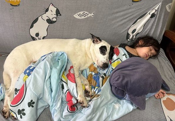 童年幸福瞬間！小孫女手抱胖狗狗睡午覺，頭上還有一隻瓦斯狗