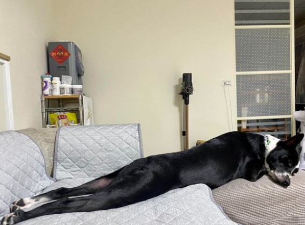 自律的狗狗：11點準時上床，秀出逆天長腿和腰身