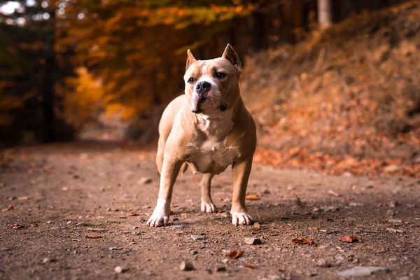 英國計劃全面禁止美國大型惡霸犬養殖