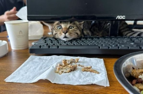 貓咪的美食狩獵：辦公室虎斑貓愛上炸雞