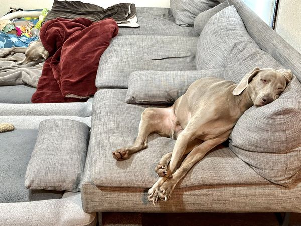 游泳後累到不行！威瑪犬以「人形睡姿」躺沙發，拒絕散步