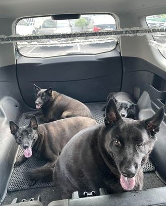 高雄登革熱疫情下的狗狗避難：四隻愛犬躲車上四小時的暖心時刻