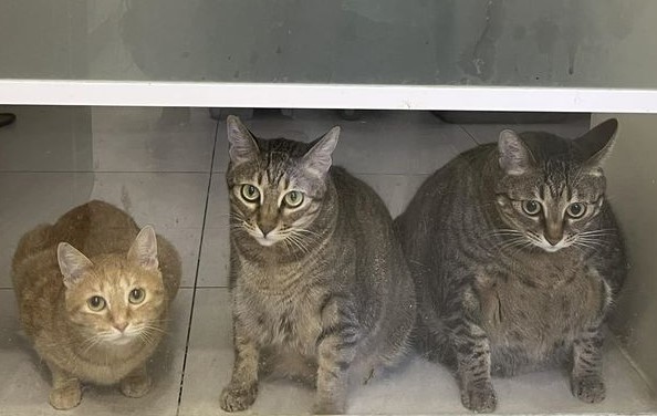 3貓露期待眼神！身材排列「S→XL」，粉絲驚呆：右邊那隻是？