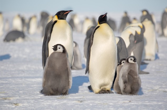 南極首次現H5N1禽流感，企鵝和野生生物生存受威脅