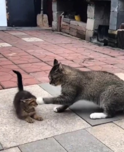 單純的小貓咪遭母貓制止玩耍，網友心疼又感嘆