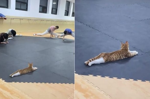 天生的柔軟度：跆拳道學生努力練劈腿，卻被悠閒貓助教輕鬆示範