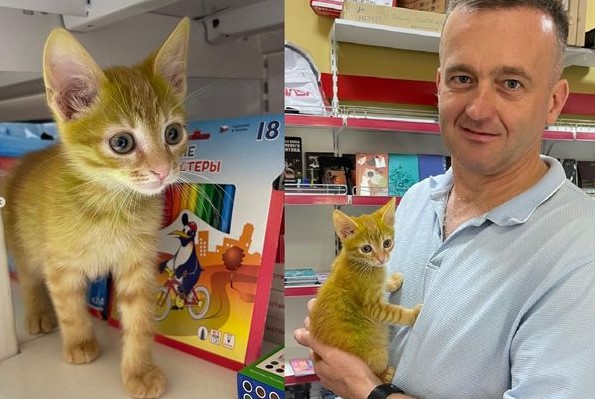 奇幻的「螢光綠小橘貓」入住俄羅斯文具店！驚人發現引起網友瘋狂